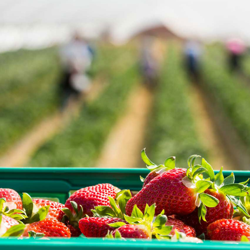 Polpas de Frutas em São José do Rio Preto